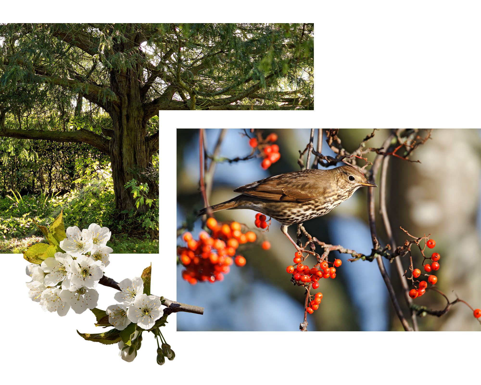 From clockwise top: Yew; Rowan; Cherry plum