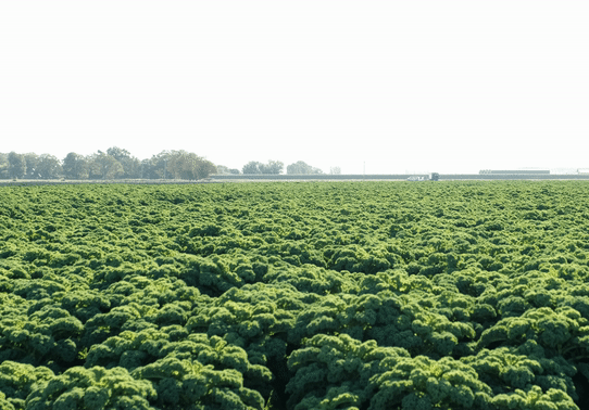 kale field gif
