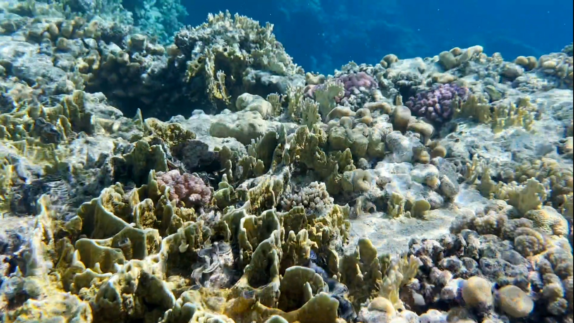 Cop27: coral conservation groups alarmed over 'catastrophic losses