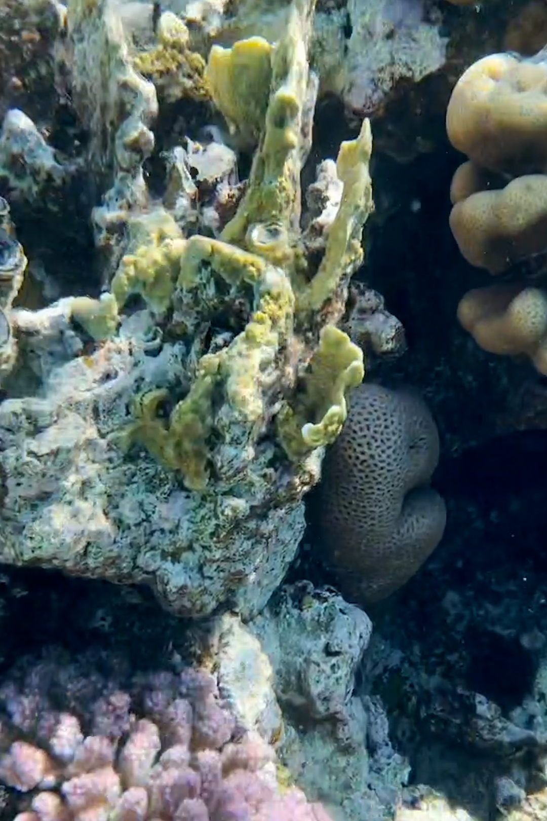 Cop27: coral conservation groups alarmed over 'catastrophic losses